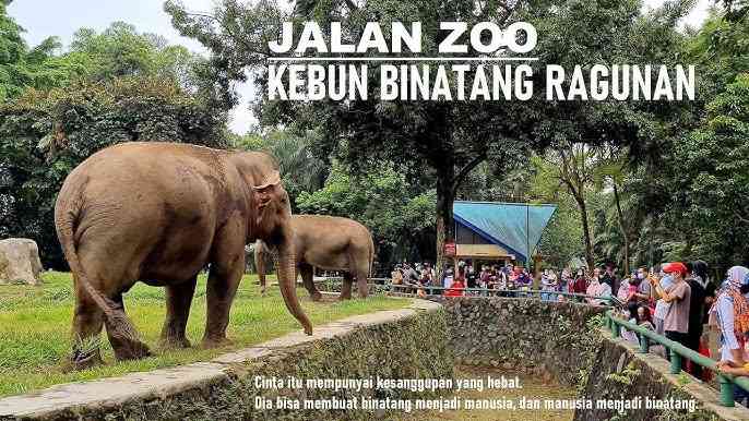 Ragunan Buka Lebih Pagi Selama Libur Nataru, Ada Atraksi Gorila Bertema Natal!