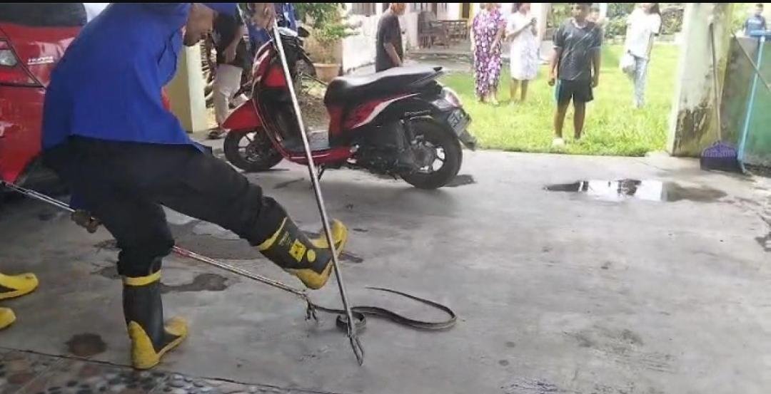 Dua Hari, Damkar Tulang Bawang Evakuasi Ular Sanca dan Kobra dari Rumah Warga