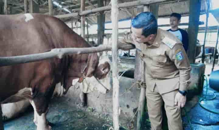 Pemkab Pringsewu Terima Sapi Kurban dari Presiden, Berat Capai 1,1 Ton