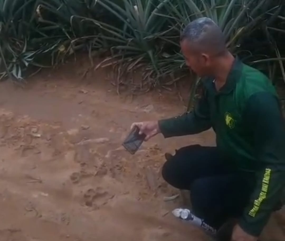 BKSDA Pastikan Jejak Kaki di Perkebunan Nanas PT GGP Lampung Timur Adalah Harimau Sumatra