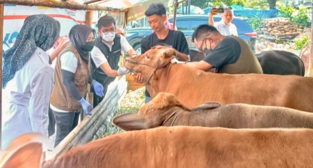 Antisipasi PMK Jelang Idul Adha, Dinas Pertanian Bandar Lampung Suntik Vaksin 210 Ekor Ternak