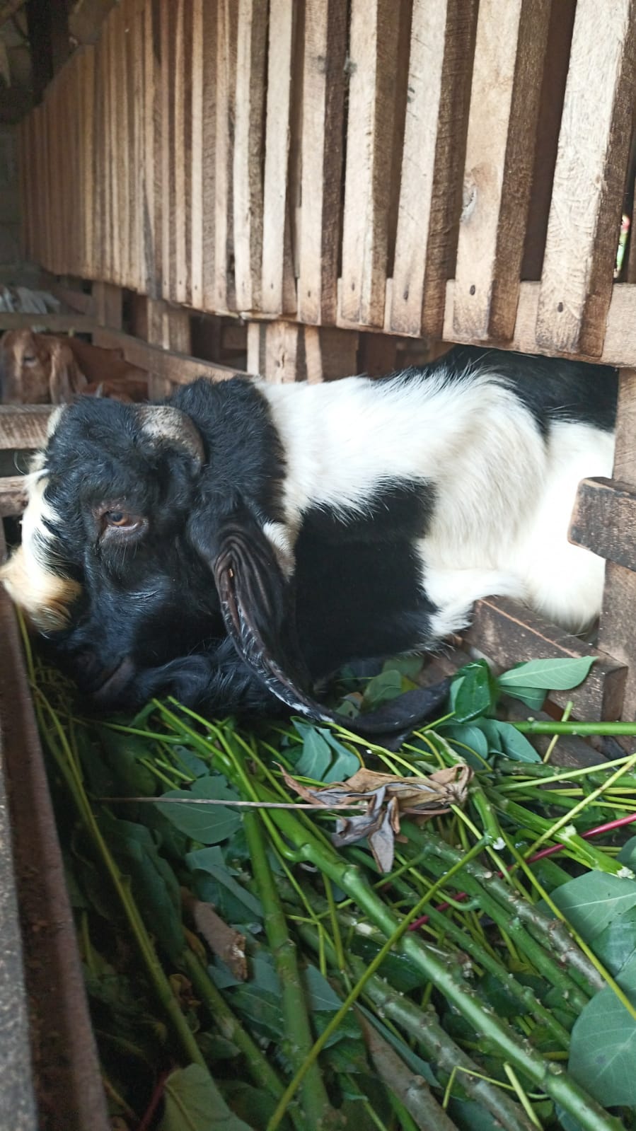 Harga Kambing Jantan di Mesuji Tembus Rp3 Juta, Dinas Pertanian Perketat Pengawasan Jelang Idul Adha