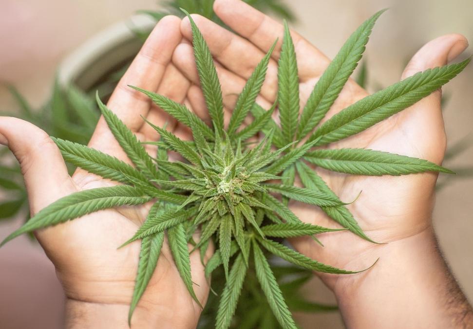 Diduga Tanam Ganja di Halaman Rumah Lamsel, Warga Desa Banding Ini Diamankan Polisi