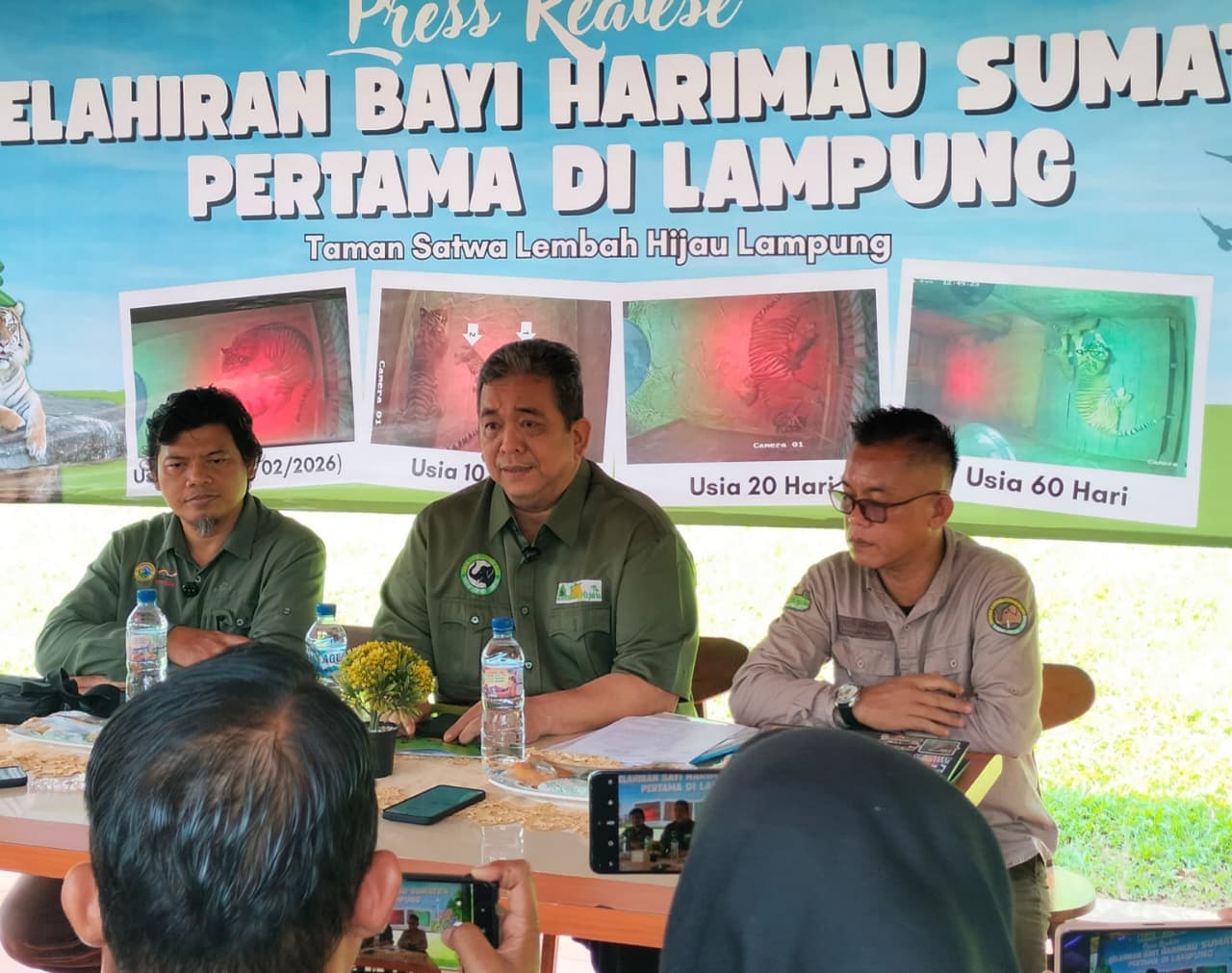 Menyentuh Hati, Pasangan Harimau Sumatera Cacat Lahirkan Dua Bayi Di Lembah Hijau