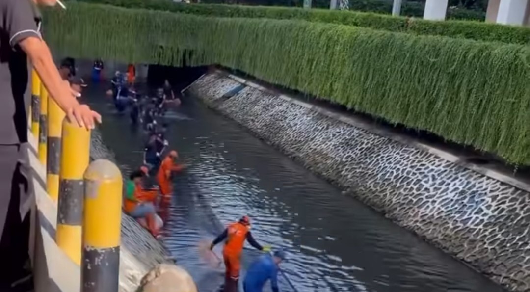 Di Jakarta Dibasmi, di Amazon Ikan Sapu Sapu Jadi Makanan Favorit