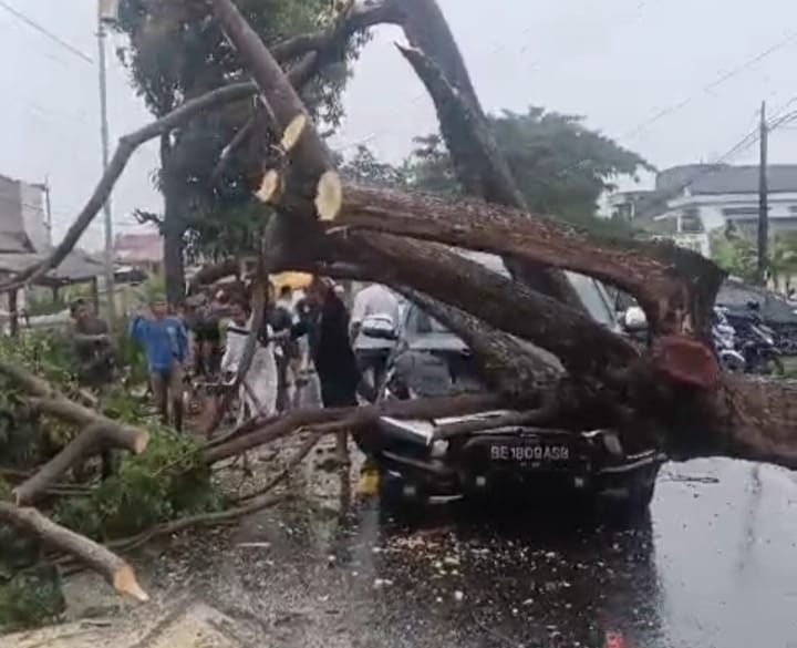 Pohon Tumbang di Gadingrejo Timpa Pajero, Jalan Lintas Barat Macet hingga Tiga Kilometer