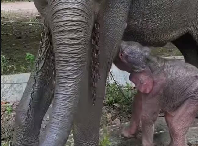 Bayi Gajah TNWK Resmi Bernama HETI, Kini Jadi Perbincangan Publik