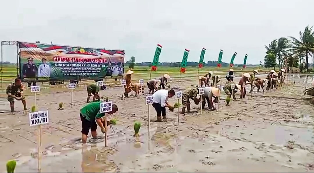 Tanam Padi Serentak di Lampung Timur, Kodam XXI/Radin Inten Dorong Lompatan Produksi Pangan