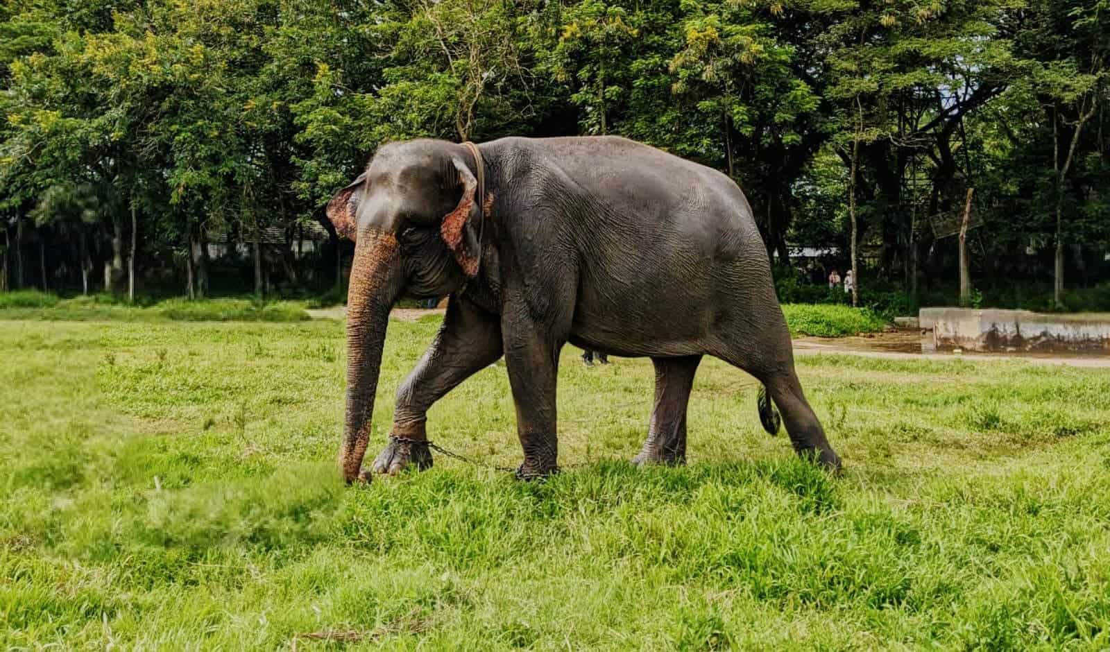 Pemprov Lampung dan TNWK Perkuat Mitigasi Konflik Gajah, Tanggul 11 Km Disiapkan
