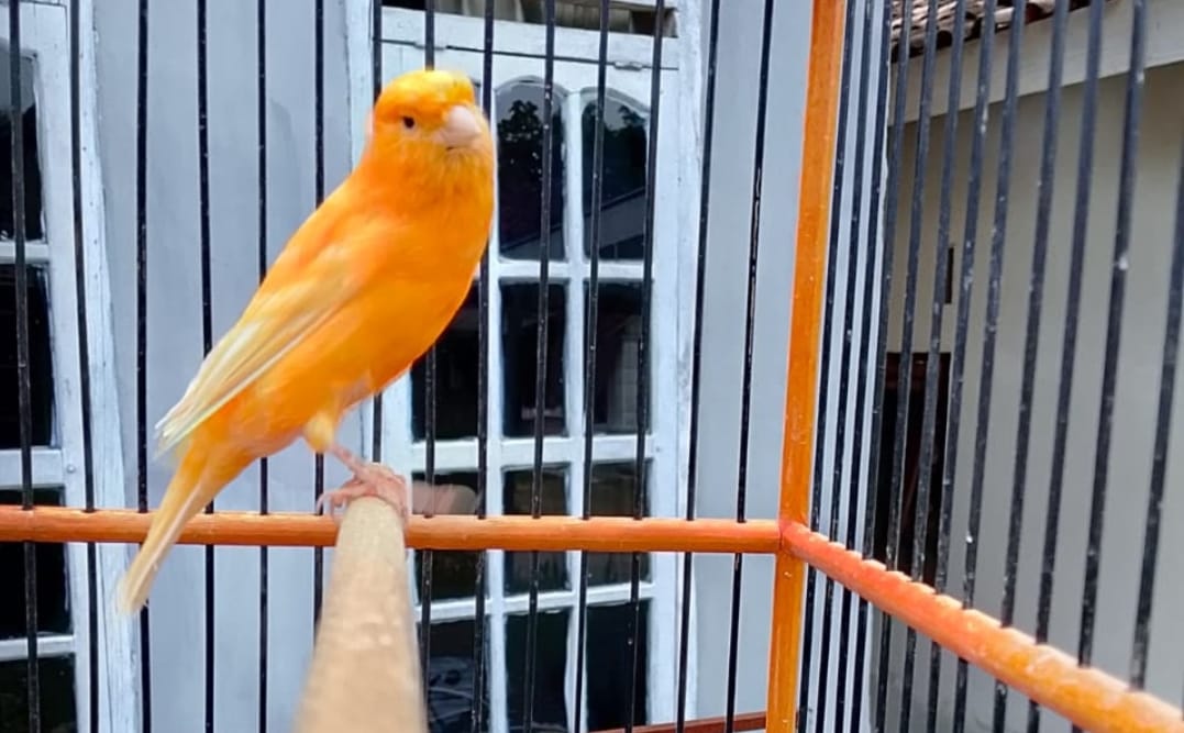 Salah satu koleksi burung milik Della, Pecinta Kicauan di Lampung Tengah.