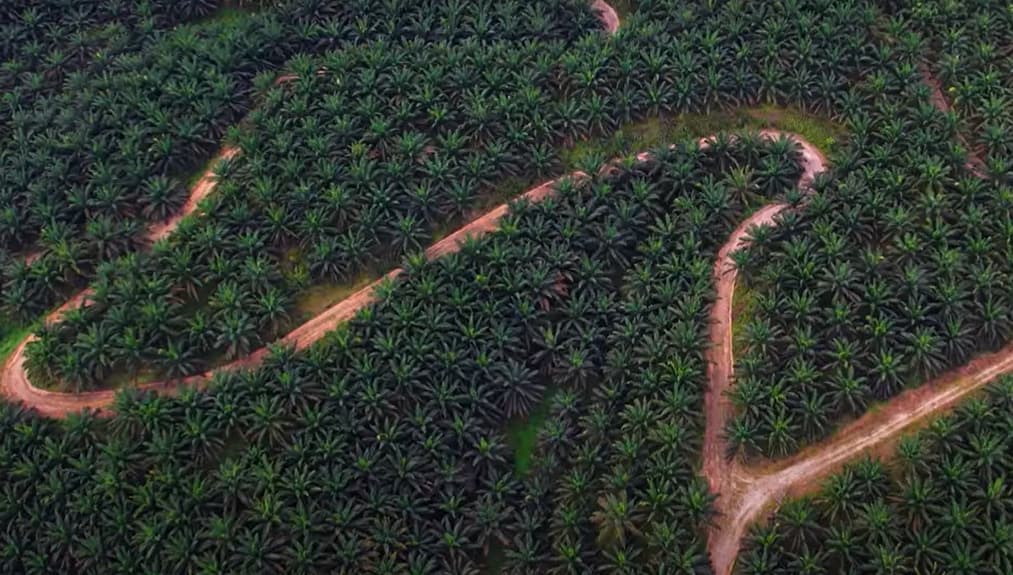 Pemkab Mesuji Dorong Peremajaan 185 Hektare Sawit Rakyat Guna Jaga Produktivitas Petani