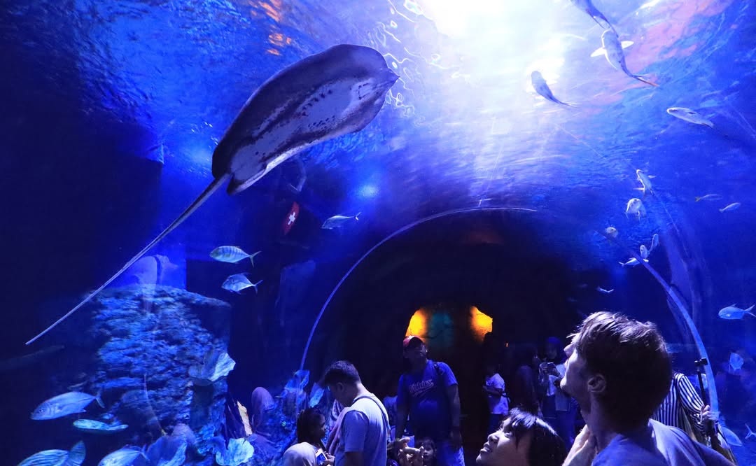 BXSea Oceanarium, Dunia Bawah Laut yang Hidup di Dalam Mall Bintaro