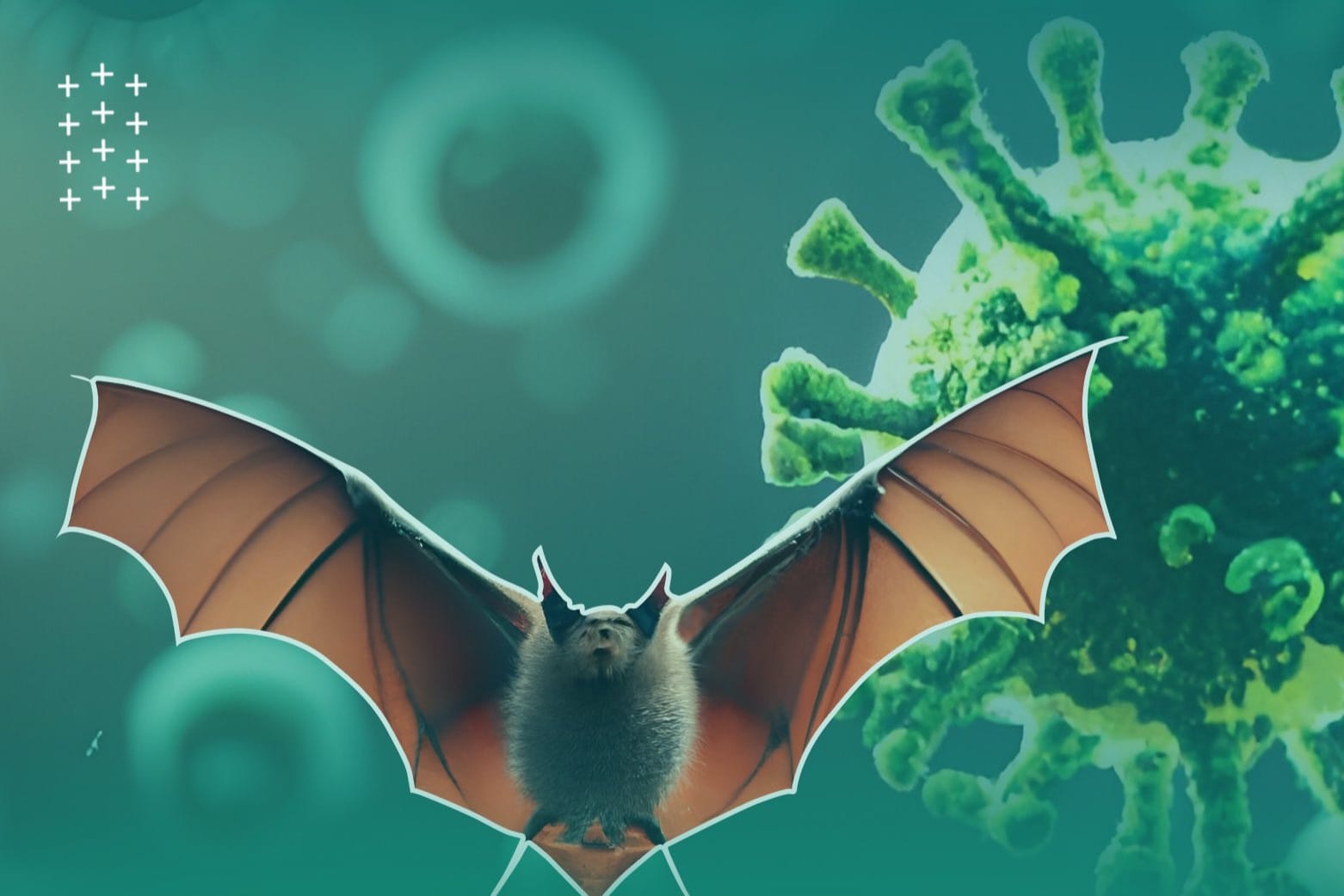 Virus dari Kelelawar yang Bisa Jangkit Manusia, Kenali Virus Nipah dengan Gejala dan Pencegahannya