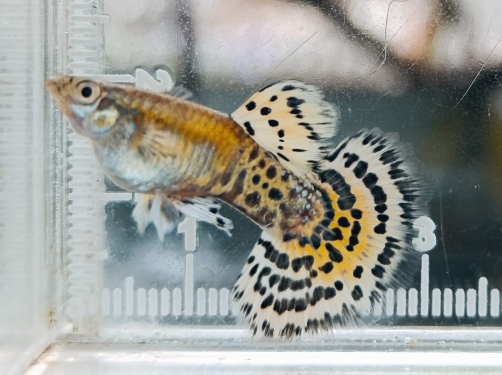 Modal Rp300 Ribu per Bulan, Vallery Teguh Sukses Kembangkan Ribuan Ikan Hias hingga Juara Kontes
