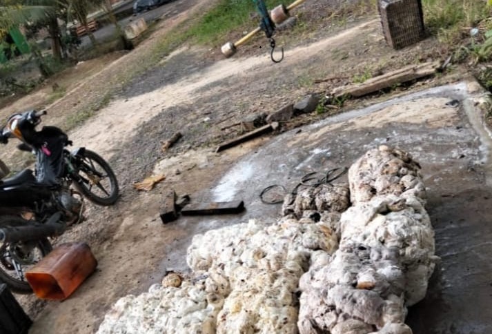 Cuaca Buruk Bikin Petani Karet Mesuji Menjerit, Harga Naik Tipis Tak Mampu Dongkrak Pendapatan