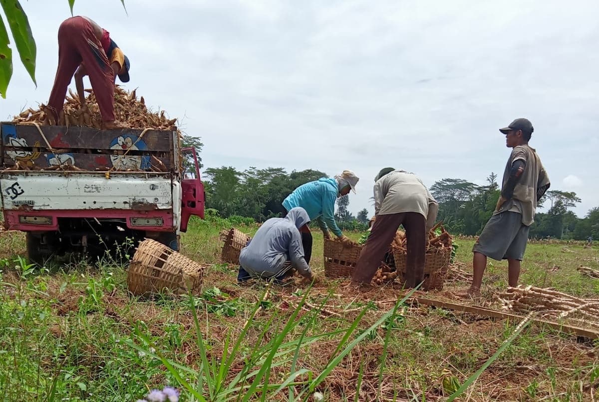 Pemprov Lampung Naikkan Batas Refaksi Singkong, Kebijakan Darurat untuk Selamatkan Petani